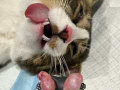 -爱侣宠医·鹦鹉专科·小型哺乳类·异宠专科(灵石路店)