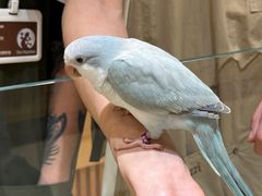 -帕帕拉兹宠物(亚洲旗舰店)