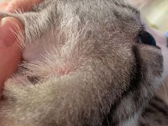 -芭比堂动物医院·犬猫全科·异宠专科(雁塔分院)