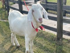 -前小桔亲子创意农场·草莓采摘·露营烧烤