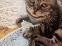 -猫的茶·猫咖
