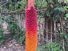 -中国科学院西双版纳热带植物园