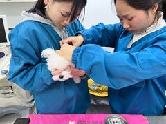 -安安宠物医院(情缘分院)