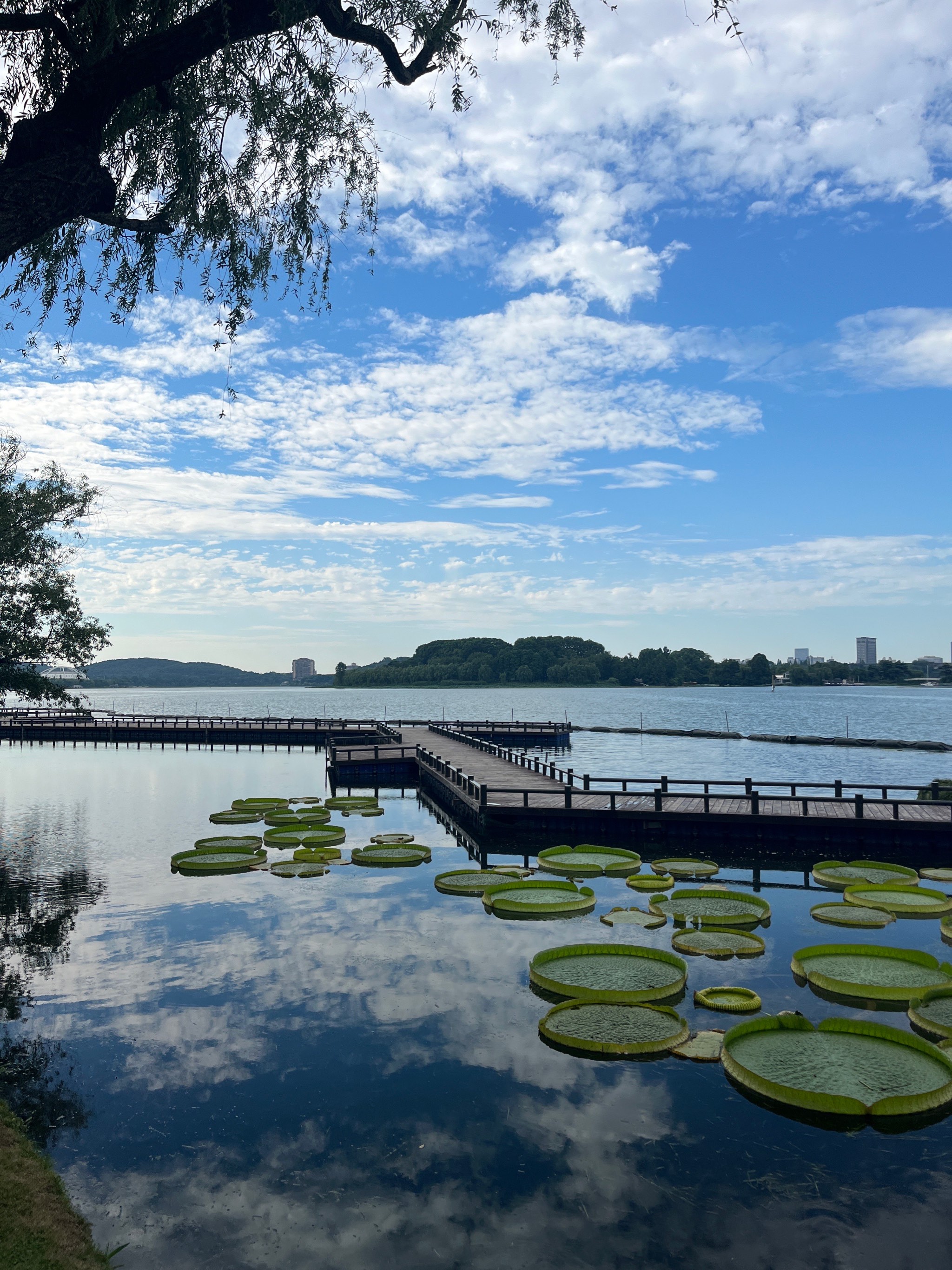 玄武湖公园 景区图片