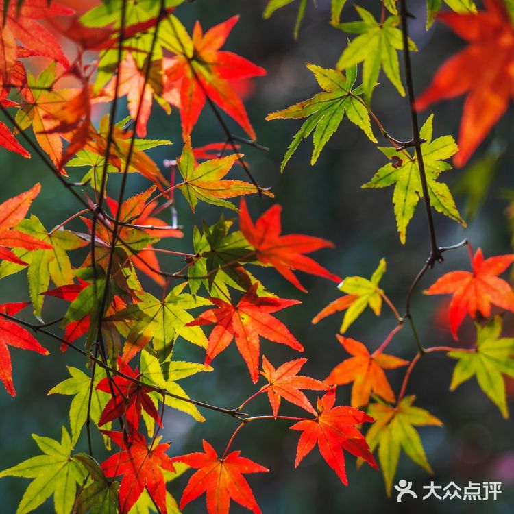 莫干山的深秋,迷人色彩惹人醉