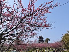 -上海海湾国家森林公园