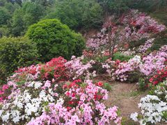 -南山植物园