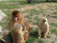 -大连森林动物园