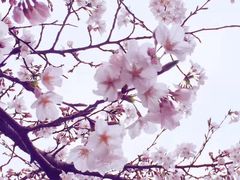 -武汉大学-樱园