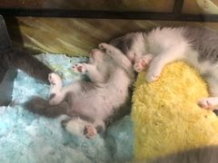 -藦茜花园宠物主题亲子互动体验馆(国顺东路店)