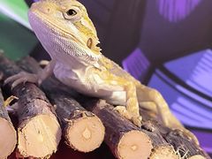 -酷以爬仙阁实体爬宠店·守宫·蜥蜴·专业繁育