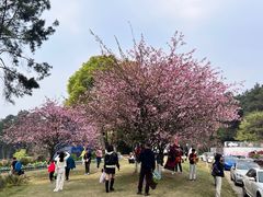 -铁山坪森林公园