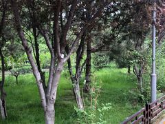 -大兴滨河森林公园