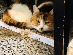 -Anne猫窝咖啡屋