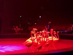 -珠海横琴长隆《卡卡虎奇遇记》