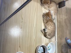 -屋虎猫馆(宝安大仟里店)