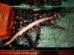 -琼菜王(南海店)