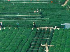 -龙坞茶村