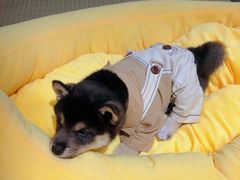 -逗柴咖啡屋·狗咖猫咖宠物桌游