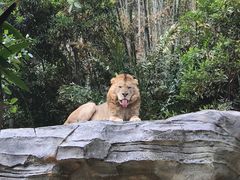 -广州长隆野生动物世界