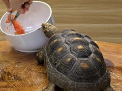 -上海大自然野生昆虫馆(东方明珠·爬宠昆虫探索中心)