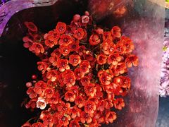 -循礼门鲜花花市(武汉循礼门店)