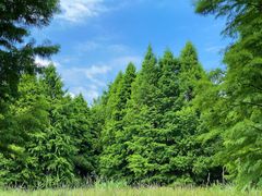 -溱湖国家湿地公园