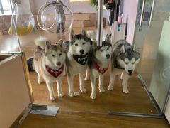 -Husky Go! 哈士奇体验馆·宠物咖啡厅狗咖