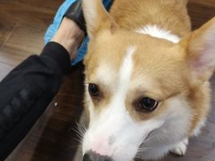 -柯斗斗主题餐厅·狗咖·围炉煮茶·茶饮(国瑞升平里店)