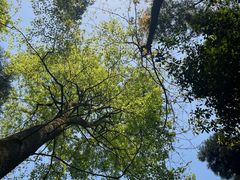 -缙云山景区