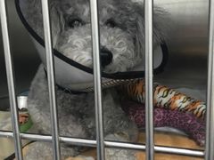 -伟伟宠物医院·CT影像中心·瑞派犬猫综合性门诊(汉口总院)