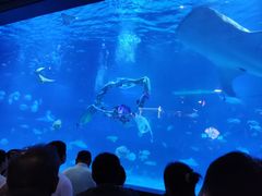 -烟台海昌鲸鲨海洋公园