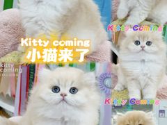 -小猫来了·猫咪专售(红山六九七九店)