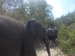 -Elephant Care & Grand Canyon Jumping