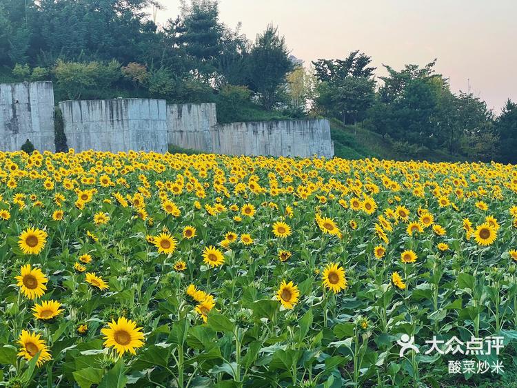 西安南郊公园的向日葵开花啦～