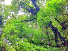 -宝岩生态观光园