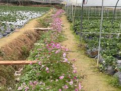 -大屏嶂森林公园