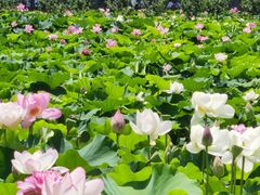 -荷塘月色湿地公园·向阳花洲