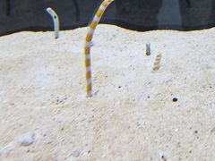 -大阪海游馆