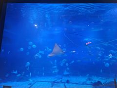 -烟台海昌鲸鲨海洋公园