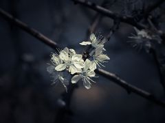 -上海辰山植物园