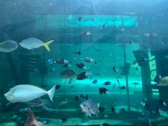 -悉尼海洋生物水族馆