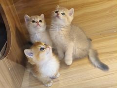 -猫十亿·布偶金渐层·曼基康矮脚猫舍(青年路店)