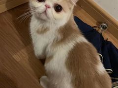 -滚猫咖啡·猫咖·猫友好撸猫(未来城店)
