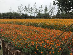 -荷兰花海