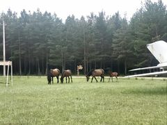 -红花尔基樟子松国家森林公园