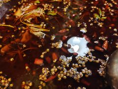 -味之绝热血美蛙鱼火锅(中坝店)