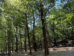 -白水寺森林公园