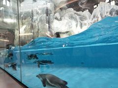 -帝企鹅自助餐厅•儿童岛•真企鹅(长隆企鹅酒店)