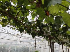 -马陆小张葡萄园农家乐